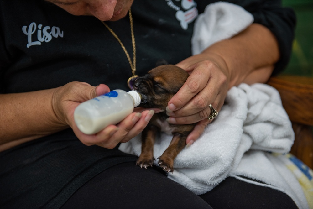 Operation Healthy Tennessee - Veterinary Services