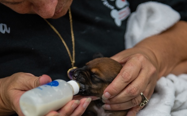 Operation Healthy Tennessee - Veterinary Services