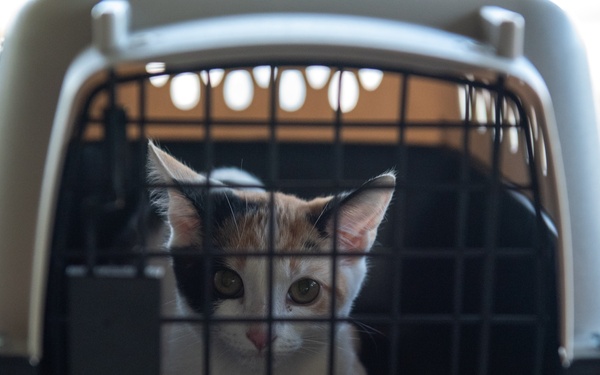 Operation Healthy Tennessee - Veterinary Services