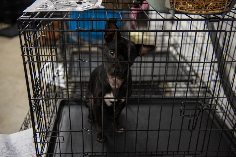 Operation Healthy Tennessee - Veterinary Services