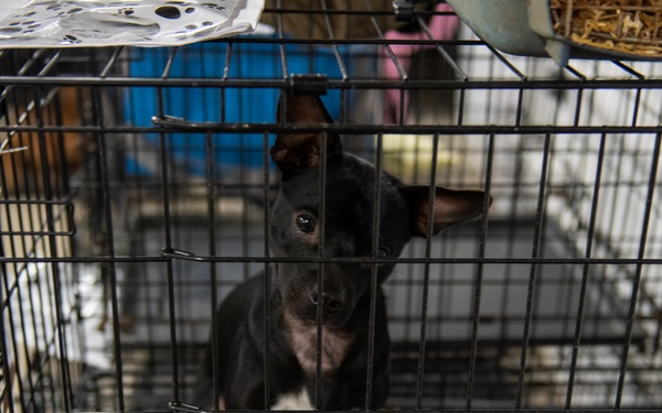 Operation Healthy Tennessee - Veterinary Services