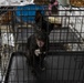 Operation Healthy Tennessee - Veterinary Services