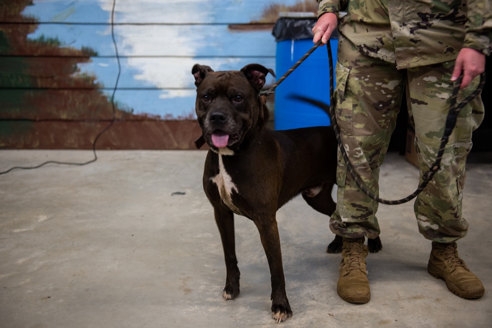 Operation Healthy Tennessee - Veterinary Services