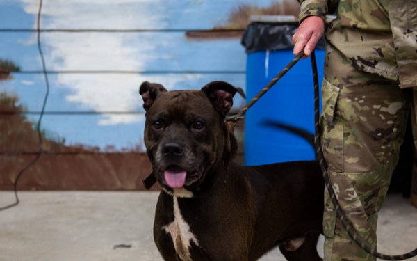 Operation Healthy Tennessee - Veterinary Services