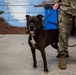 Operation Healthy Tennessee - Veterinary Services