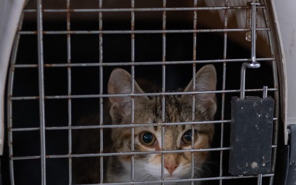 Operation Healthy Tennessee - Veterinary Services