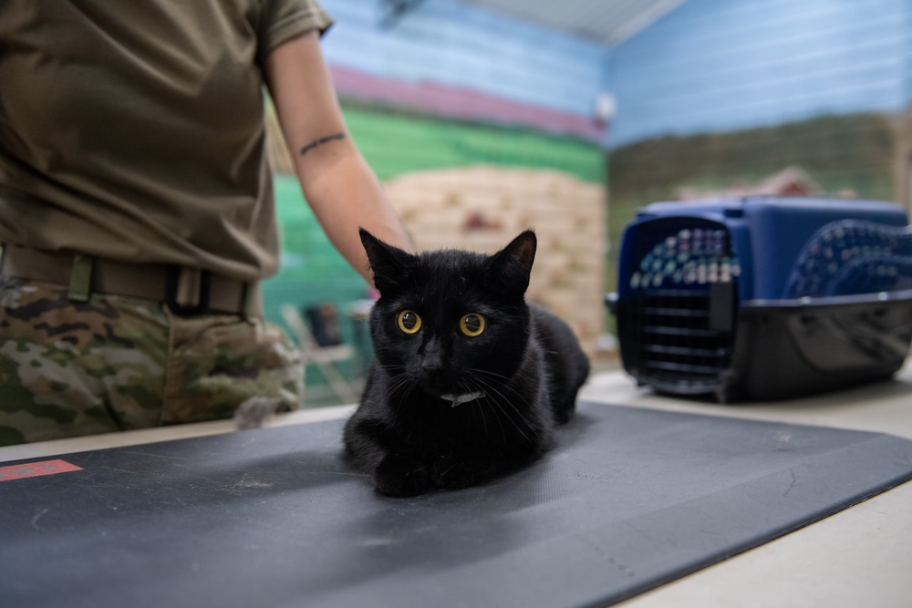 Operation Healthy Tennessee - Veterinary Services