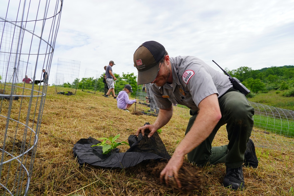 Jennings Randolph Lake Volunteers Plant Native Chestnuts in National Conservation Program