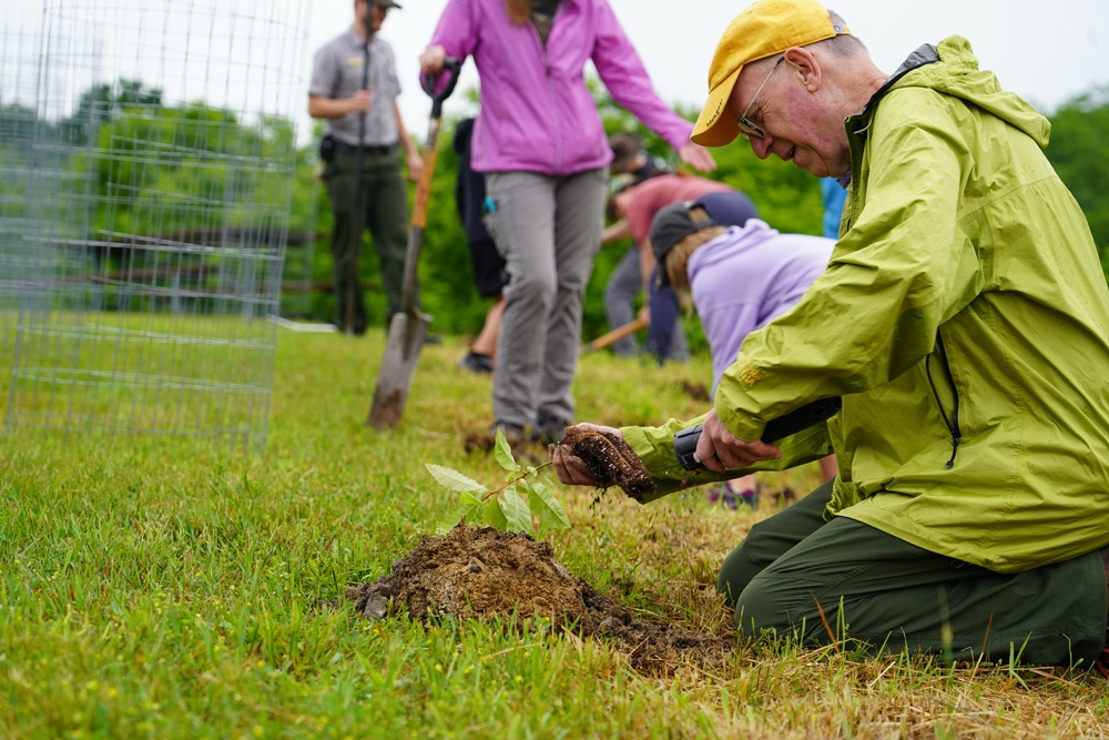 Jennings Randolph Lake Volunteers Plant Native Chestnuts in National Conservation Program