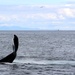 USS Newport News (SSN 750) Departs Faxa Bay