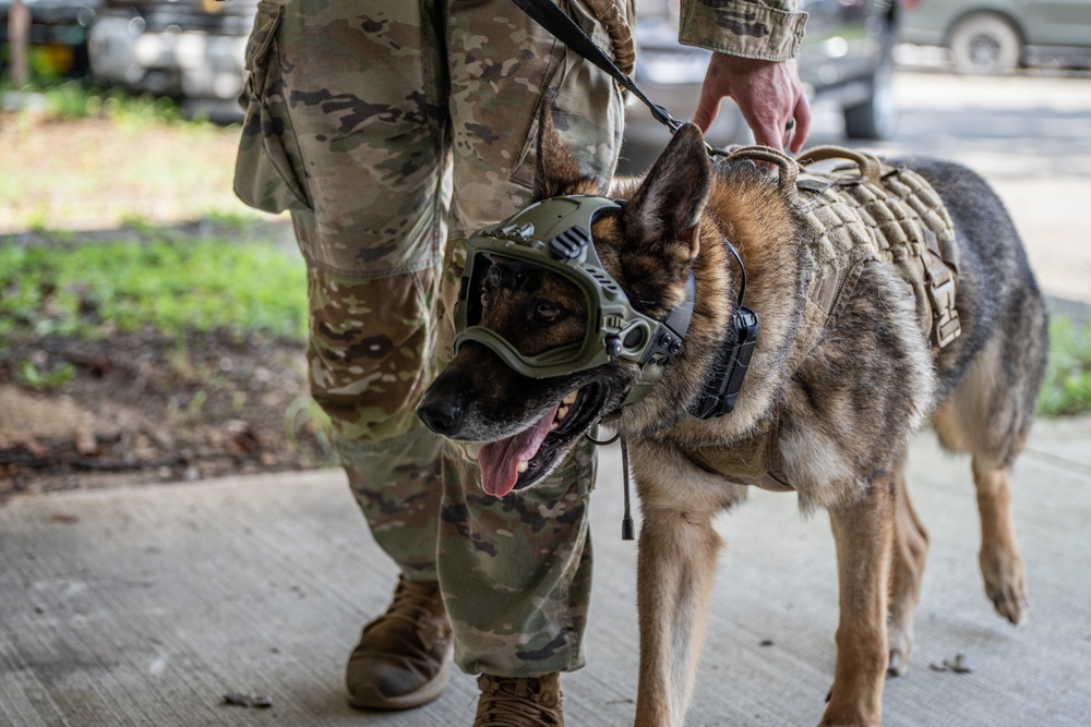 947th K9 of the Capital Competition, 2025