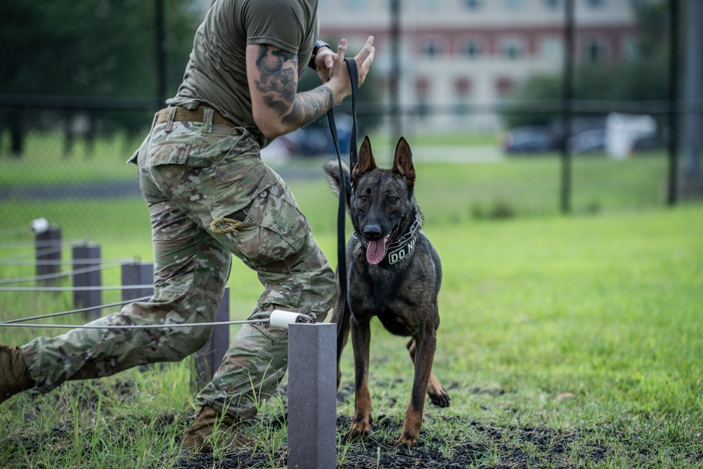 947th K9 of the Capital Competition, 2025