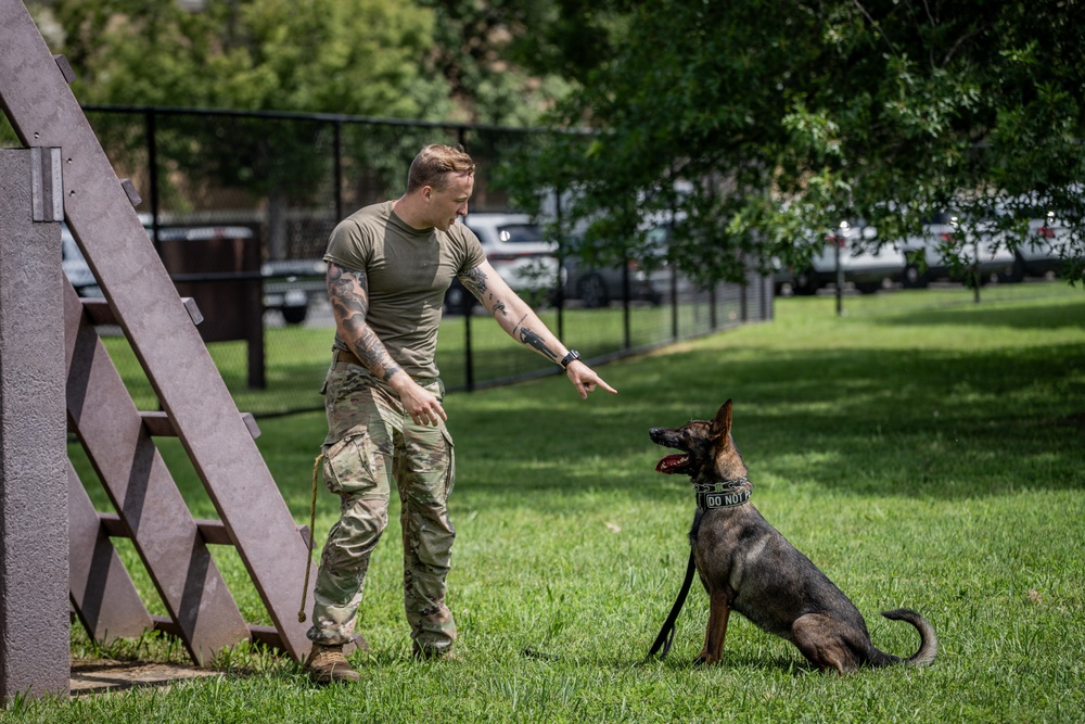 947th K9 of the Capital Competition, 2025