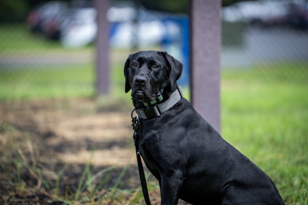 947th K9 of the Capital Competition, 2025