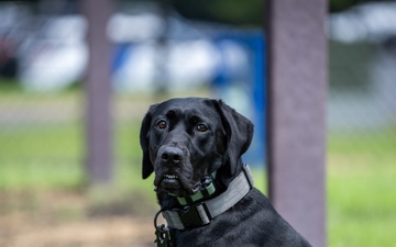 947th K9 of the Capital Competition, 2025
