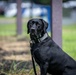 947th K9 of the Capital Competition, 2025