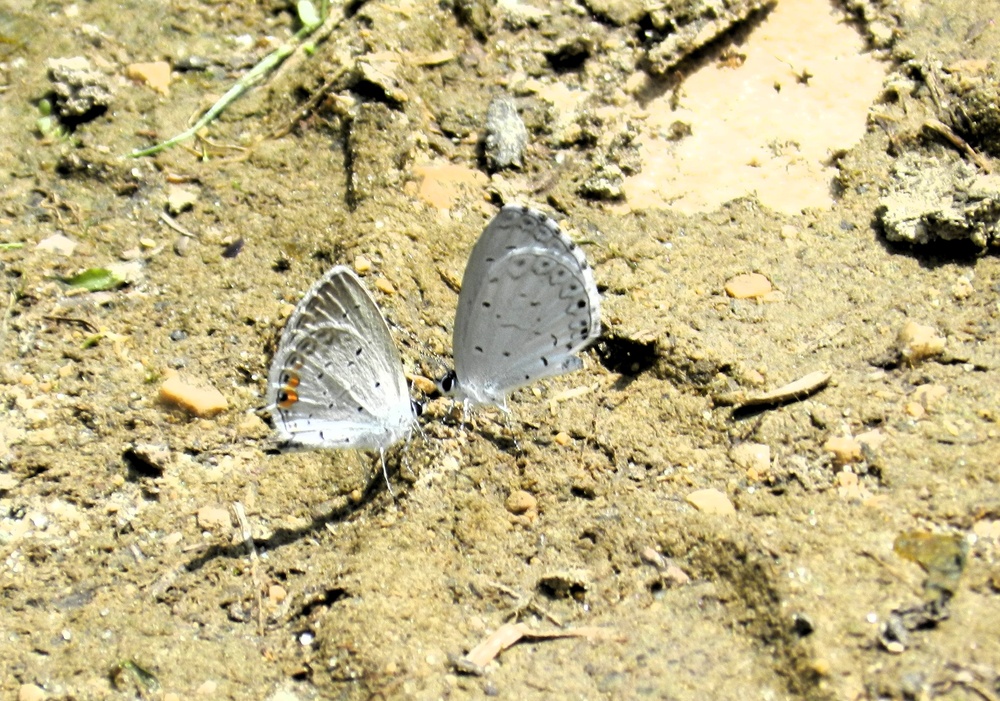 2025 butterfly field day held at Fort McCoy for group dedicated to natural resources management, care