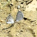 2025 butterfly field day held at Fort McCoy for group dedicated to natural resources management, care