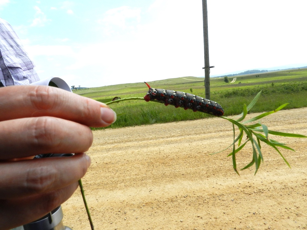 2025 butterfly field day held at Fort McCoy for group dedicated to natural resources management, care
