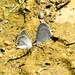 2025 butterfly field day held at Fort McCoy for group dedicated to natural resources management, care