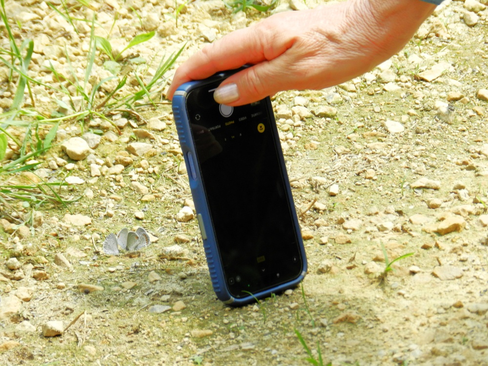 2025 butterfly field day held at Fort McCoy for group dedicated to natural resources management, care