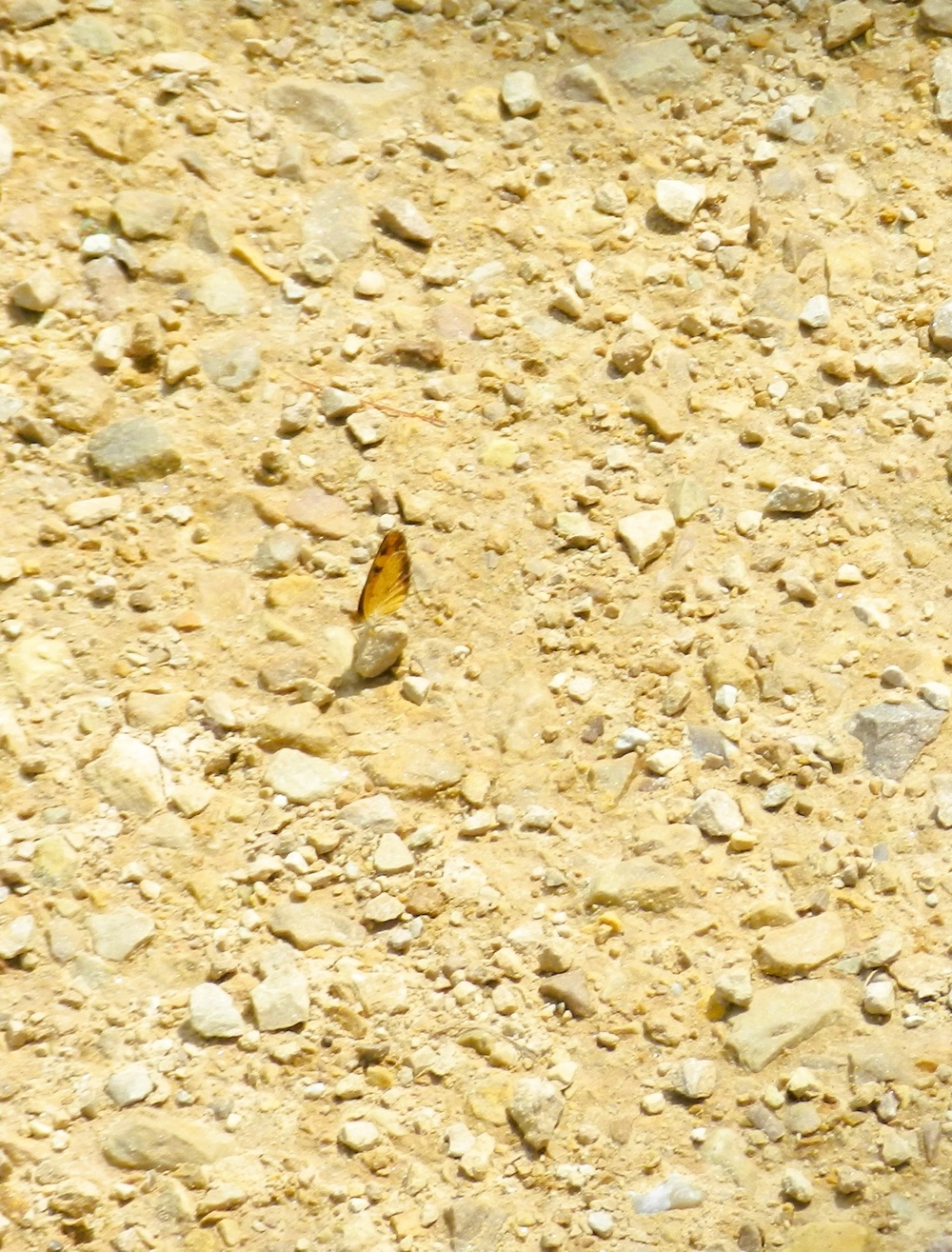 2025 butterfly field day held at Fort McCoy for group dedicated to natural resources management, care