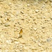 2025 butterfly field day held at Fort McCoy for group dedicated to natural resources management, care
