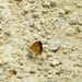 2025 butterfly field day held at Fort McCoy for group dedicated to natural resources management, care