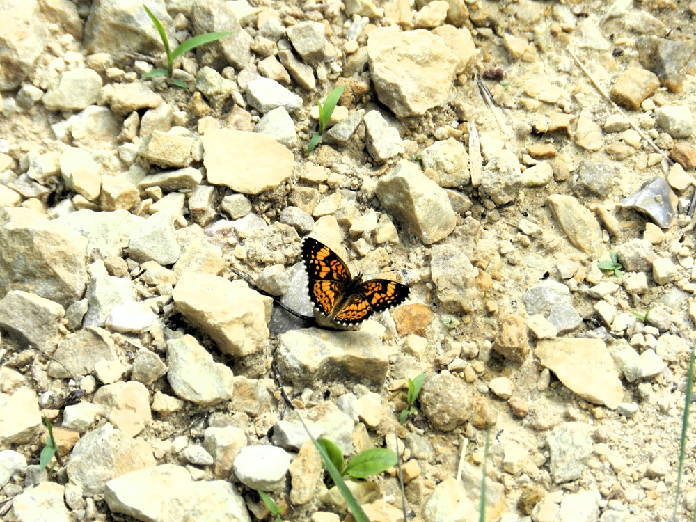 2025 butterfly field day held at Fort McCoy for group dedicated to natural resources management, care