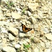 2025 butterfly field day held at Fort McCoy for group dedicated to natural resources management, care