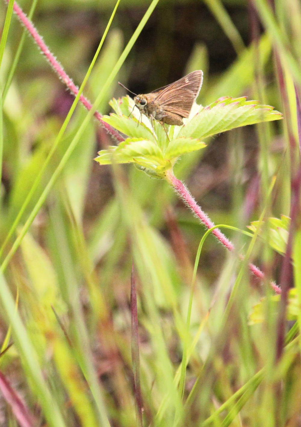 2025 butterfly field day held at Fort McCoy for group dedicated to natural resources management, care