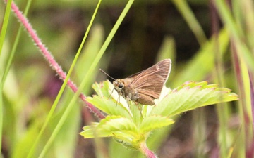 2025 butterfly field day held at Fort McCoy for group dedicated to natural resources management, care