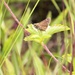 2025 butterfly field day held at Fort McCoy for group dedicated to natural resources management, care