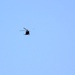 Iowa National Guard aviation troops hold training at McCoy’s Young Air Assault Strip, South Post