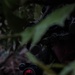 Devil Avalanche: Assaulting Objective