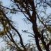 Talisman Sabre 25: MRF-D 25.3, VMGR 153 conducts Aerial resupply