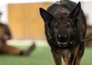 Look, Listen, Feel, Boop