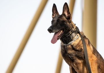 Look, Listen, Feel, Boop