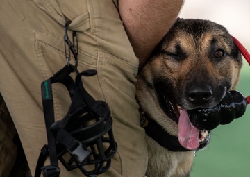 Look, Listen, Feel, Boop