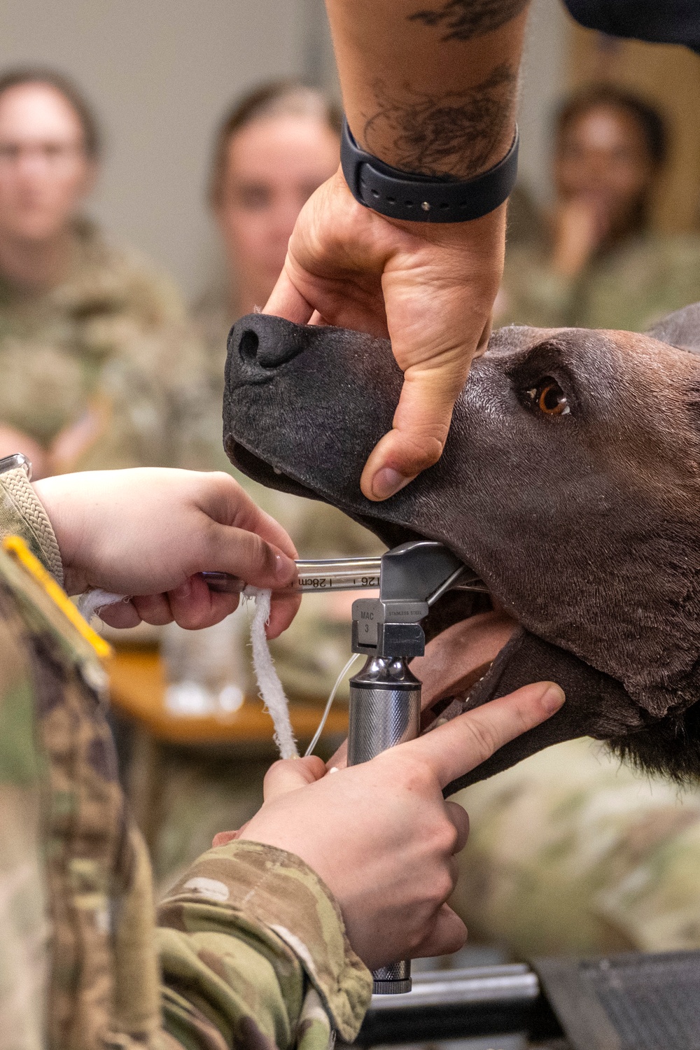 Canine Tactical Combat Casualty Care Course