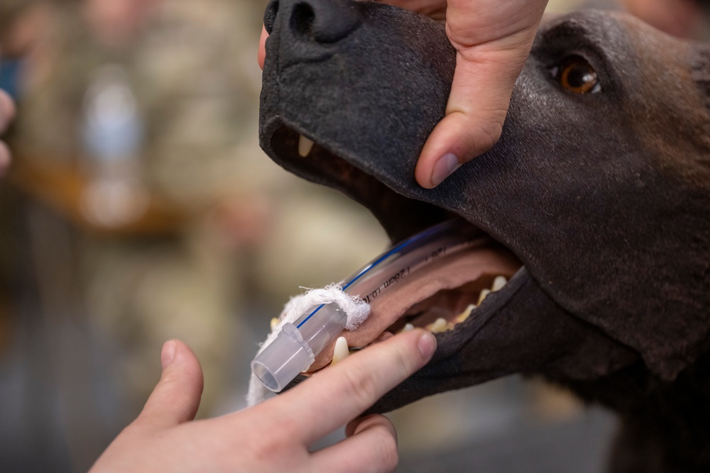 Canine Tactical Combat Casualty Care Course