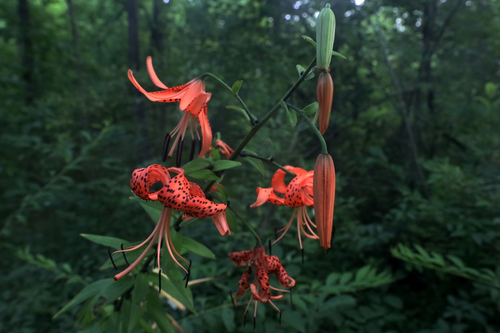 Environmental Diversity At The Swatara State Park