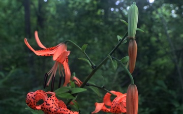 Environmental Diversity At The Swatara State Park