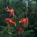 Environmental Diversity At The Swatara State Park