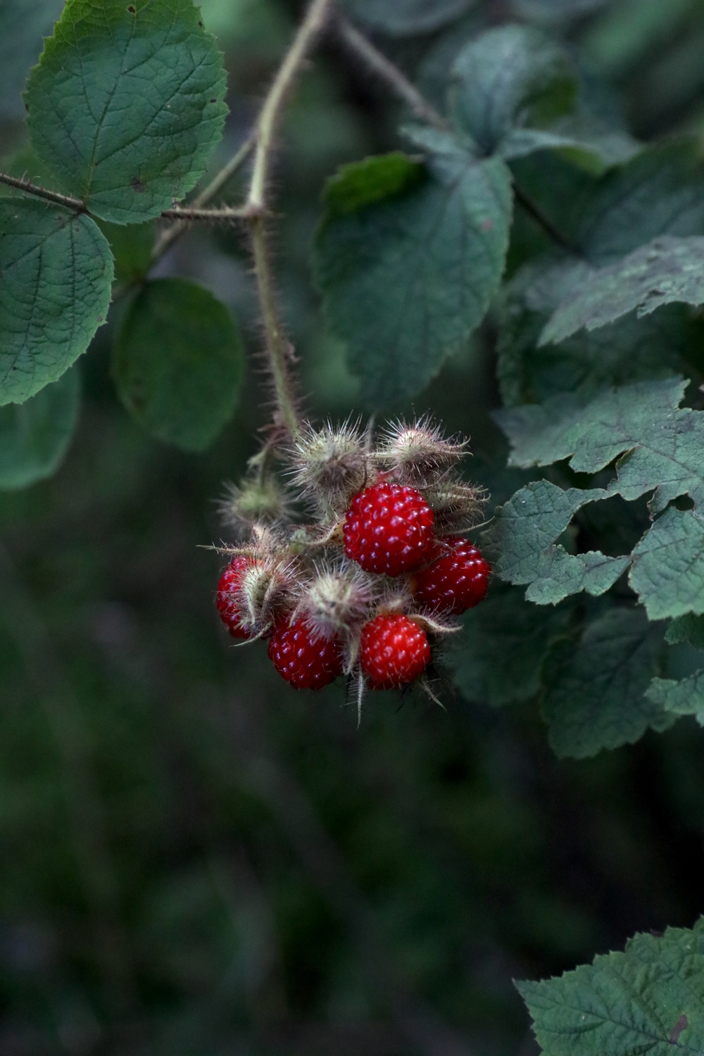 Environmental Diversity At The Swatara State Park