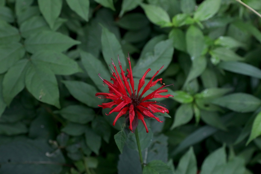 Environmental Diversity At The Swatara State Park