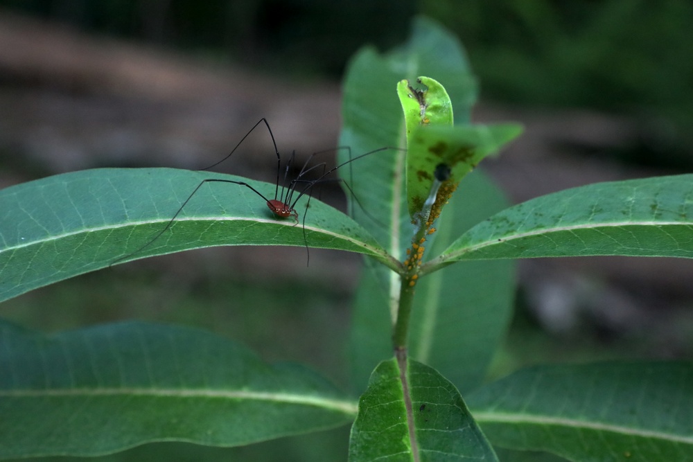 Environmental Diversity At The Swatara State Park