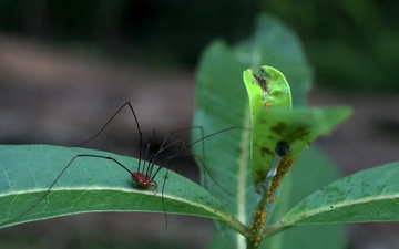Environmental Diversity At The Swatara State Park