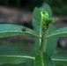 Environmental Diversity At The Swatara State Park