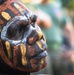 MRF-D 25.3: Marines take part in Tiwi Culture Festival